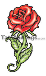 Red Rose