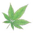 Pot temporary tattoo